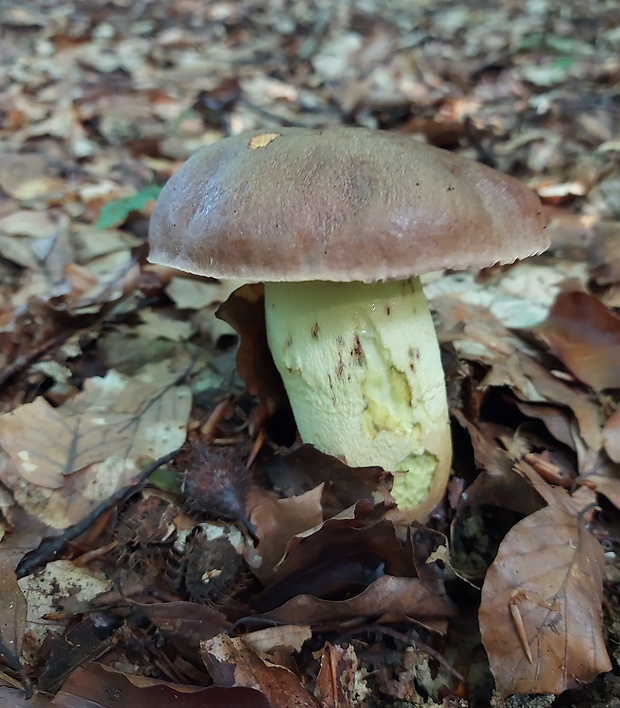 hríb príveskatý Butyriboletus appendiculatus (Schaeff. ex Fr.) Secr.