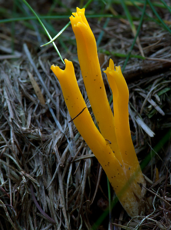 parôžkovec lepkavý Calocera viscosa (Pers.) Fr.