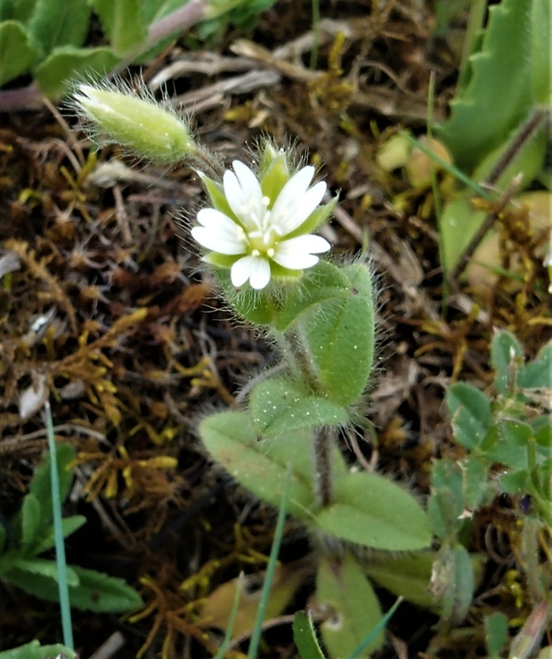 rožec krátkolupienkový Cerastium brachypetalum Pers.