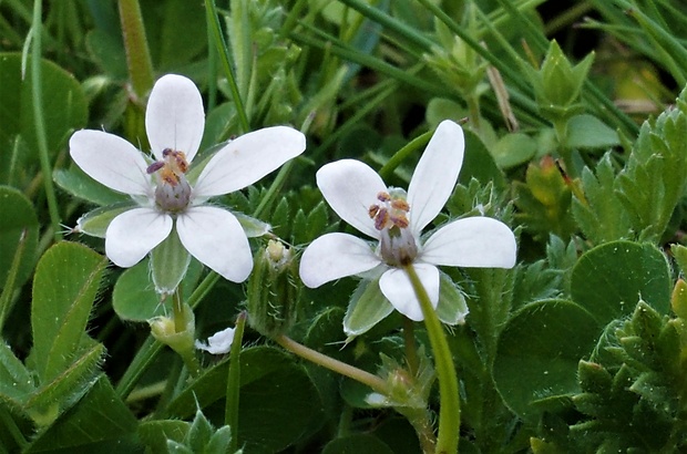 bociannik rozpukovitý Erodium cicutarium (L.) L