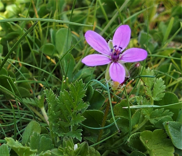 bociannik rozpukovitý Erodium cicutarium (L.) L