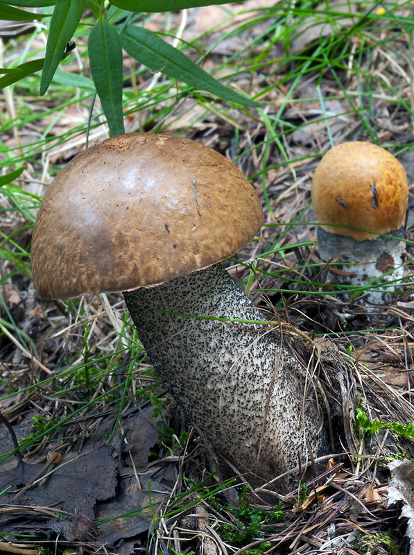 kozák žltooranžový Leccinum versipelle (Fr. & Hök) Snell