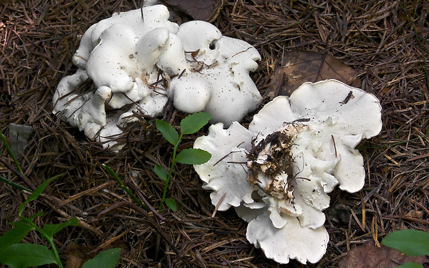 kosťovka zrastavá Osteina obducta (Berk.) Donk