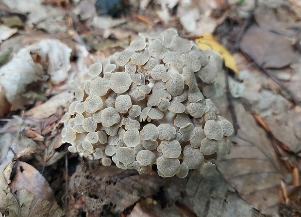 trúdnik klobúčkatý Polyporus umbellatus (Pers.) Fr.