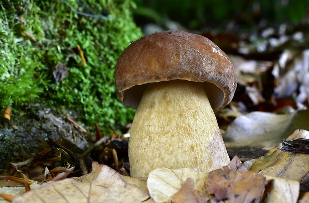 hríb dubový Boletus reticulatus Schaeff.