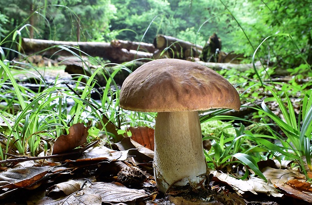 hríb dubový Boletus reticulatus Schaeff.