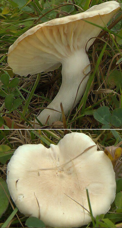 lúčnica statná Cuphophyllus pratensis (Fr.) Bon