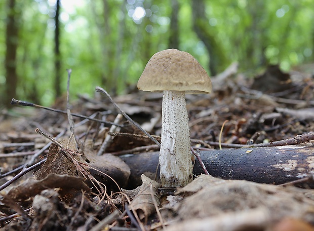 kozák hrabový Leccinum pseudoscabrum (Kallenb.) Šutara