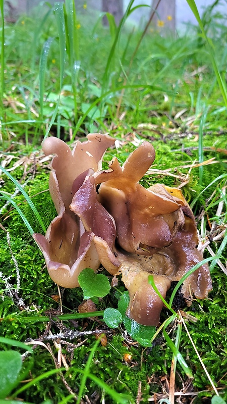 tulipánovka fialová Sarcosphaera coronaria (Jacq.) J. Schröt.