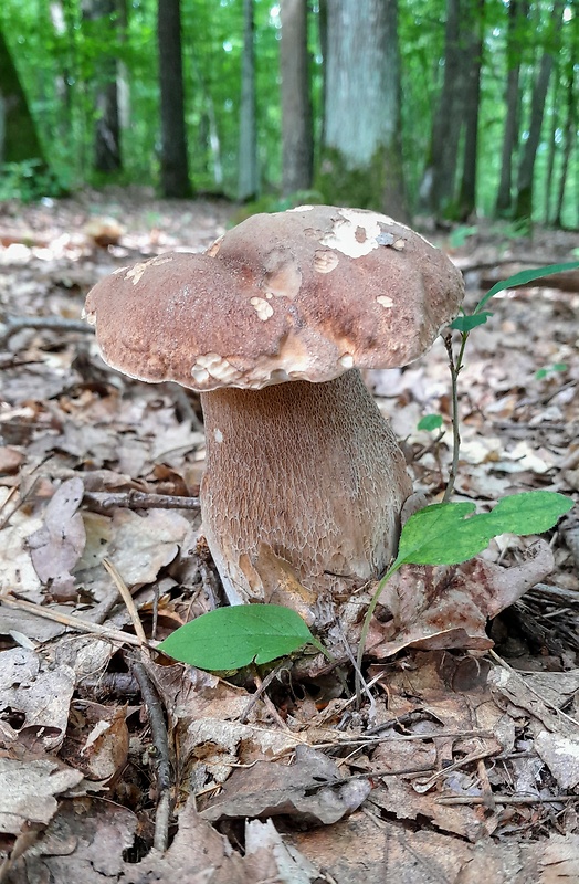 hríb dubový Boletus reticulatus Schaeff.