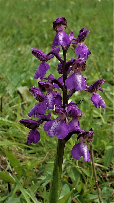 červenohlav obyčajný Anacamptis morio (L.) R. M. Bateman, A. M. Pringeon & M. W. Chase