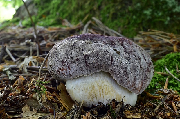 hríb sosnový Boletus pinophilus Pil. et Dermek in Pil.