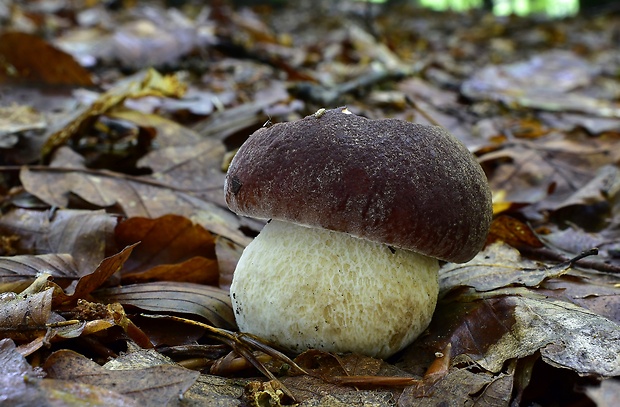 hríb sosnový Boletus pinophilus Pil. et Dermek in Pil.