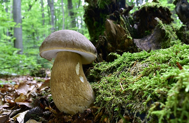 hríb dubový Boletus reticulatus Schaeff.