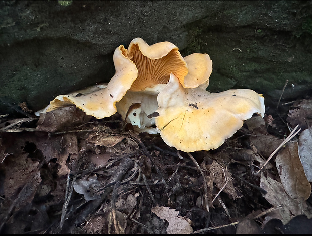 kuriatko bledé Cantharellus pallens Pilát