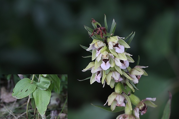 kruštík širokolistý pravý Epipactis helleborine subsp. helleborine (L.) Crantz