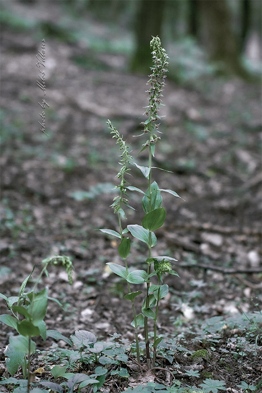 kruštík širokolistý oddialený Epipactis helleborine subsp. orbicularis (K. Richter) E. Klien