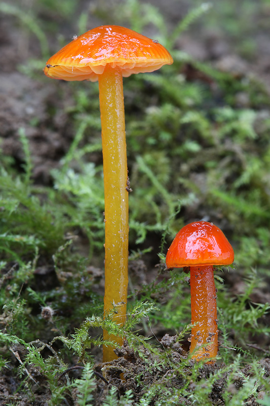 lúčnica hlienistá červená Hygrocybe glutinipes var. rubra R. Kristiansen