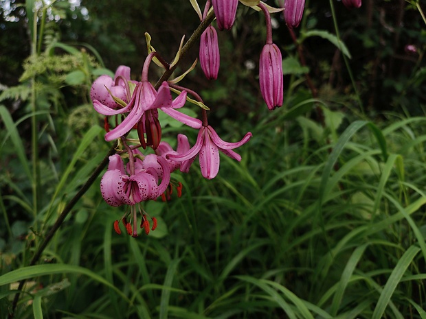 ľalia zlatohlavá Lilium martagon L.