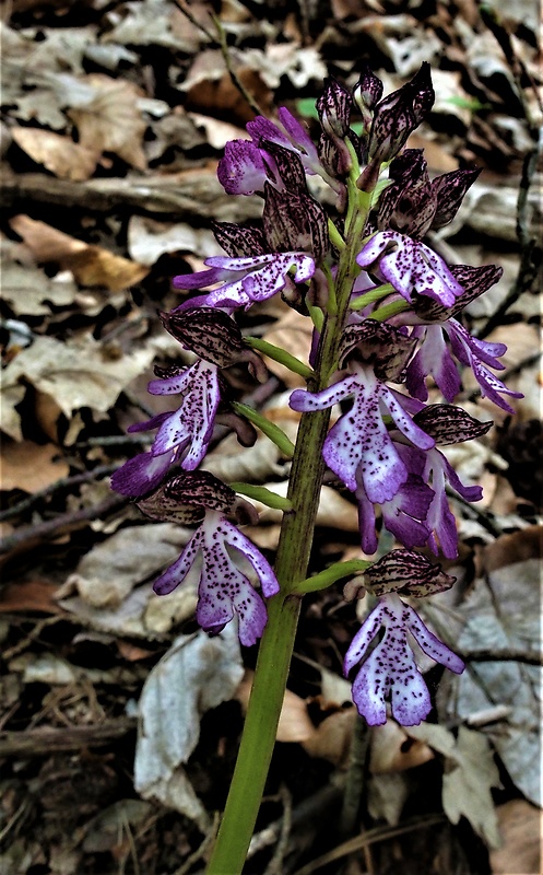 vstavač purpurový Orchis purpurea Huds.