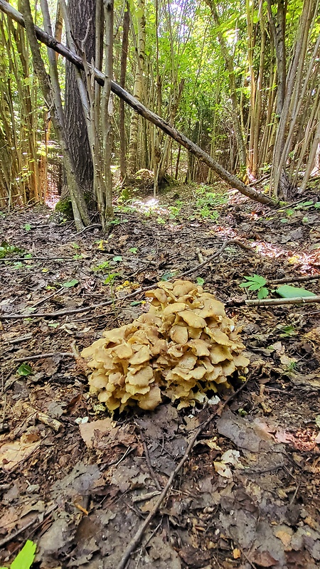 trúdnik klobúčkatý Polyporus umbellatus (Pers.) Fr.