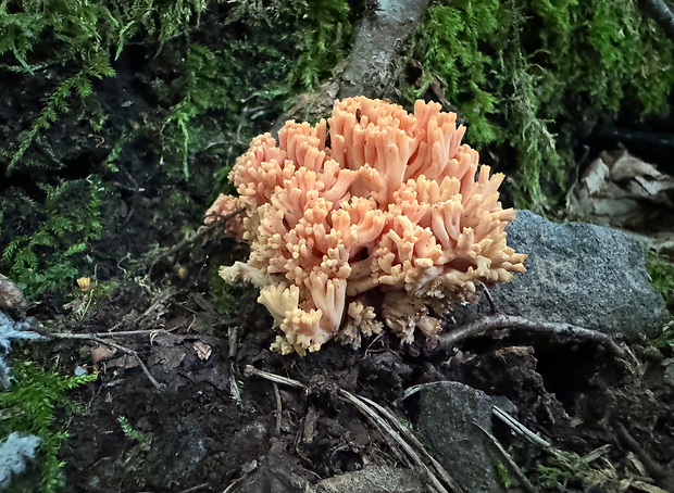 strapačka lososovoružová Ramaria subbotrytis (Coker) Corner