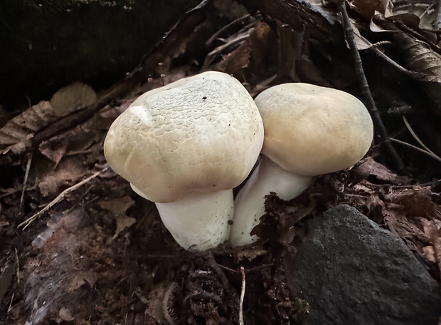 plávka zelenkastá Russula virescens (Schaeff.) Fr.