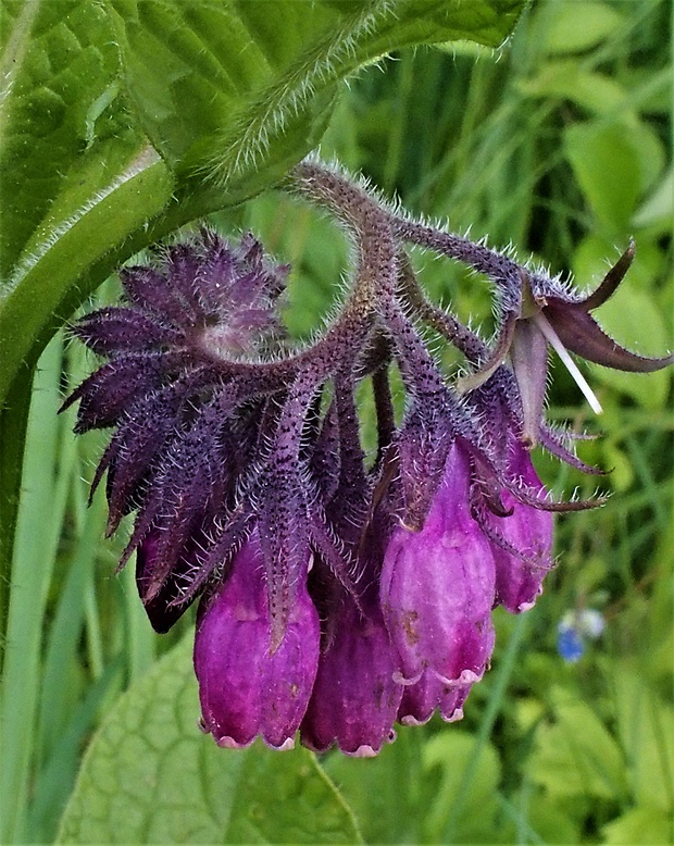 kostihoj lekársky Symphytum officinale L.