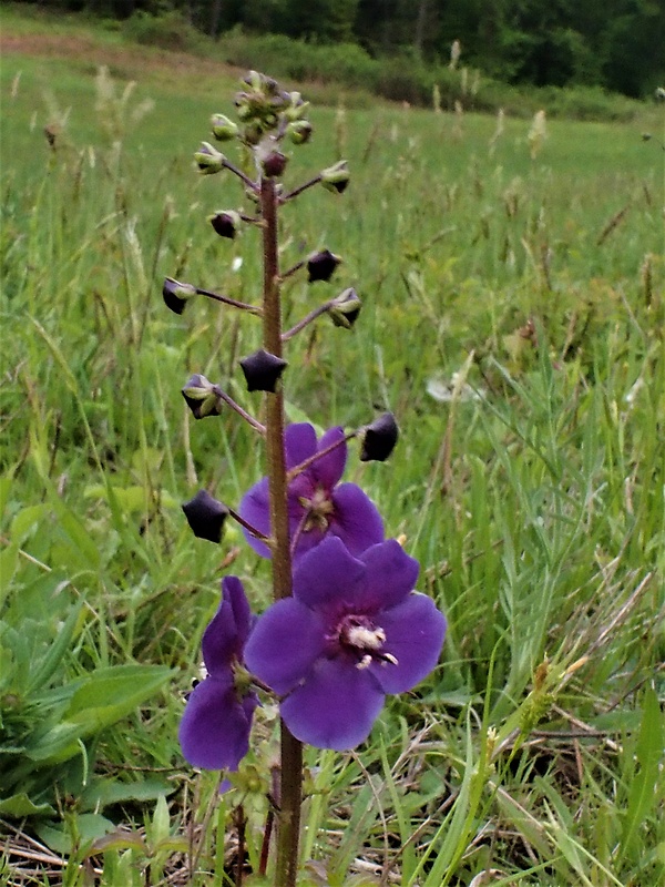 divozel tmavočervený Verbascum phoeniceum L.