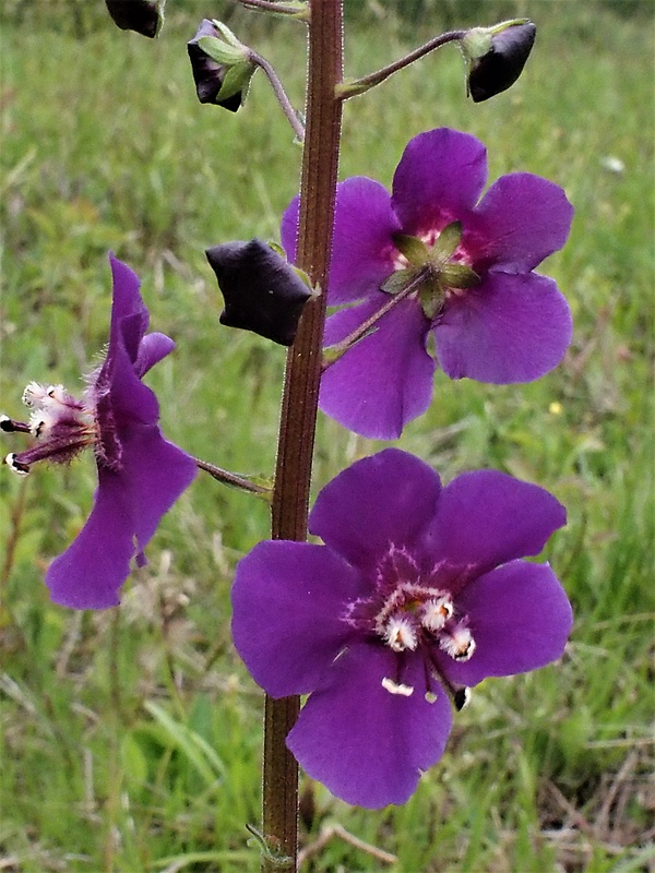 divozel tmavočervený Verbascum phoeniceum L.