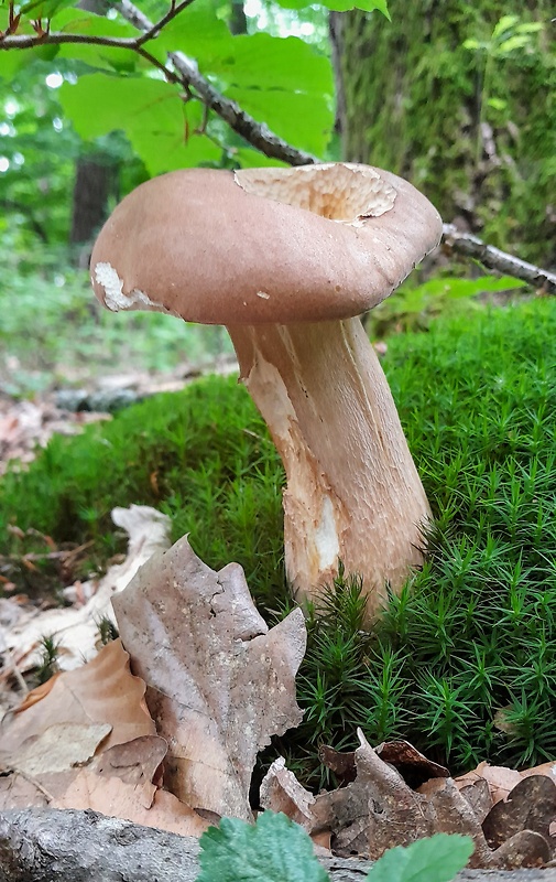 hríb dubový Boletus reticulatus Schaeff.