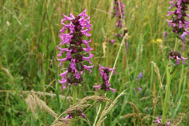 betonika lekárska Betonica officinalis L.