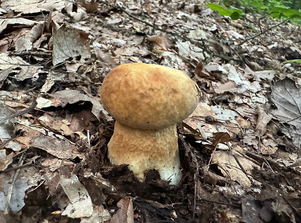 hríb dubový Boletus reticulatus Schaeff.