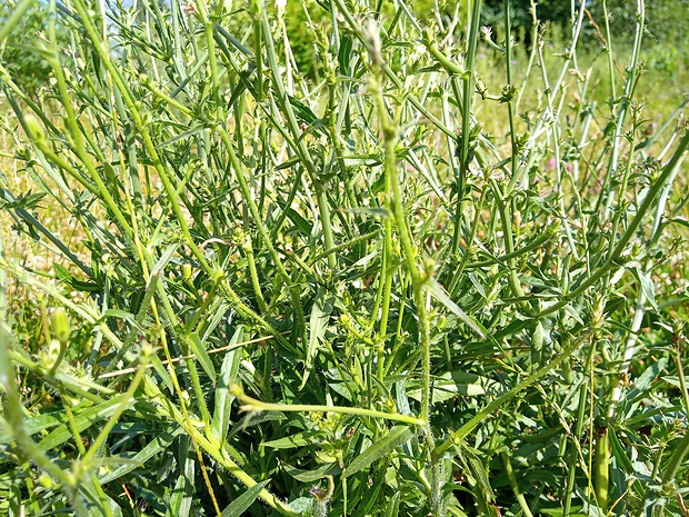 čakanka obyčajná Cichorium intybus L.