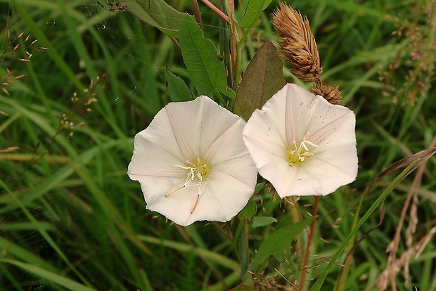 pupenec roľný Convolvulus arvensis L.