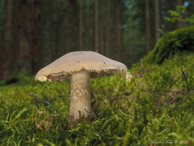 pavučinovec inovaťový Cortinarius caperatus (Pers.) Fr.