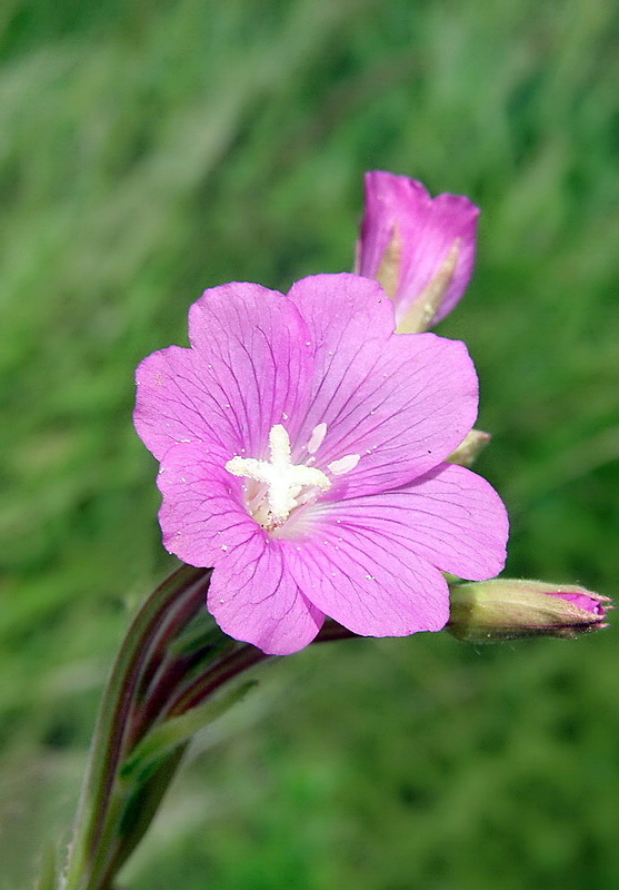 vŕbovka chlpatá Epilobium hirsutum L.