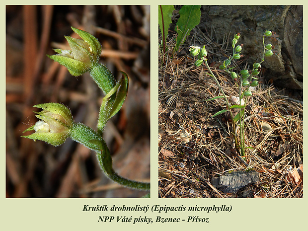 kruštík drobnolistý Epipactis microphylla (Ehrh.) Swartz