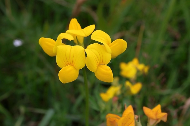 ľadenec rožkatý Lotus corniculatus L.