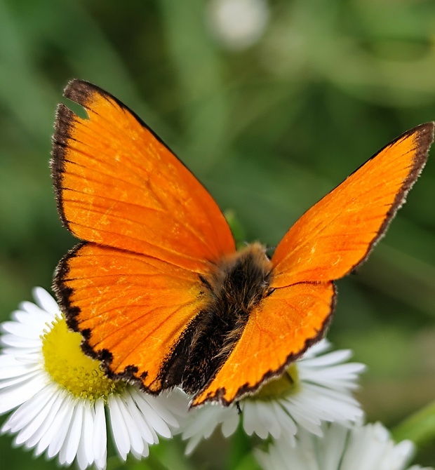 ohniváčik zlatobyľový  Lycaena virgaureae