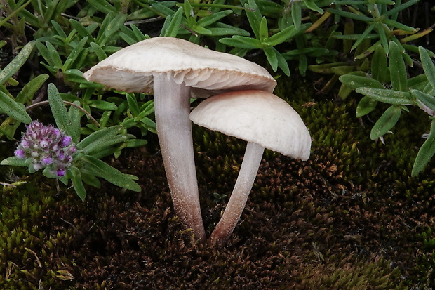 tancuľka Marasmiellus carneopallidus (Pouzar) Singer