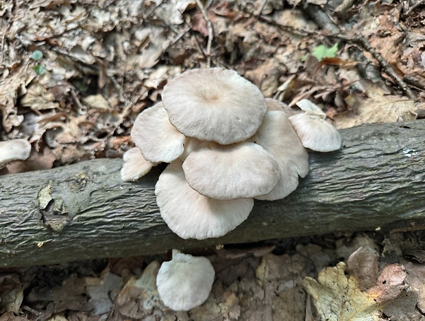 hliva buková Pleurotus pulmonarius (Fr.) Quél.