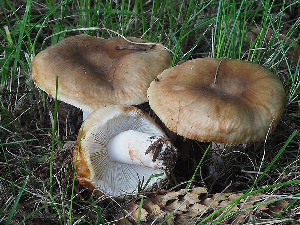 plávka lúčovitá Russula amoenolens Romagn.