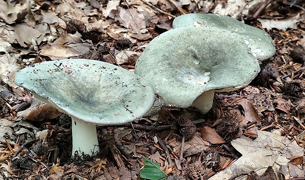 plávka Russula sp.