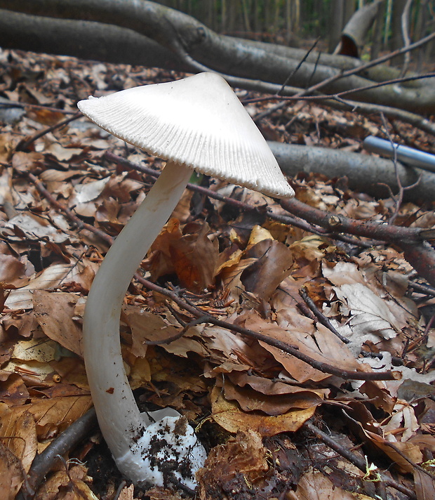 muchotrávka pošvatá Amanita vaginata (Bull.) Lam.