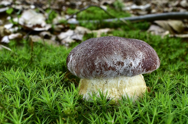 hríb sosnový Boletus pinophilus Pil. et Dermek in Pil.