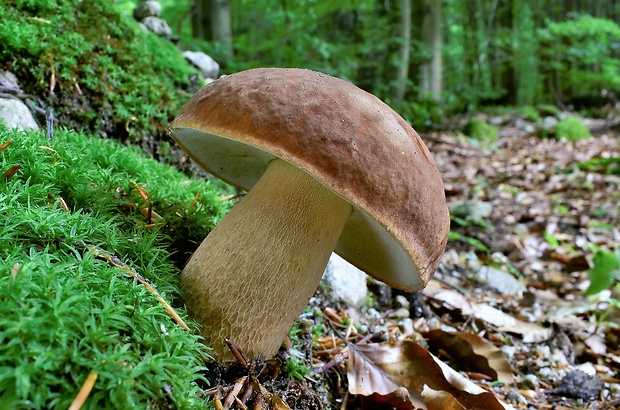 hríb dubový Boletus reticulatus Schaeff.