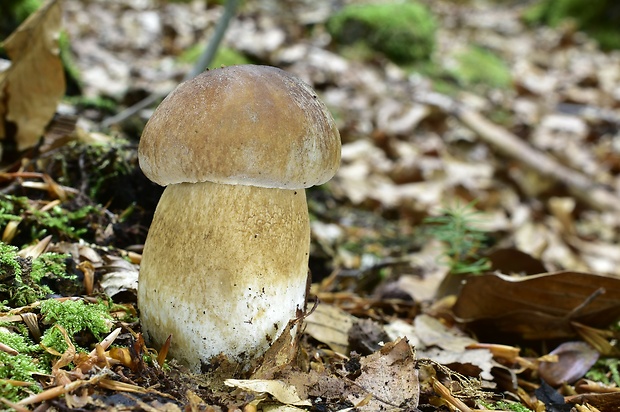 hríb dubový Boletus reticulatus Schaeff.