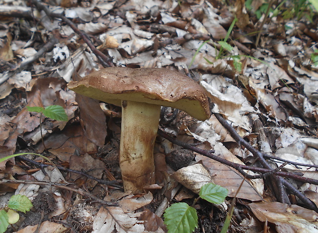 hríb príveskatý Butyriboletus appendiculatus (Schaeff. ex Fr.) Secr.