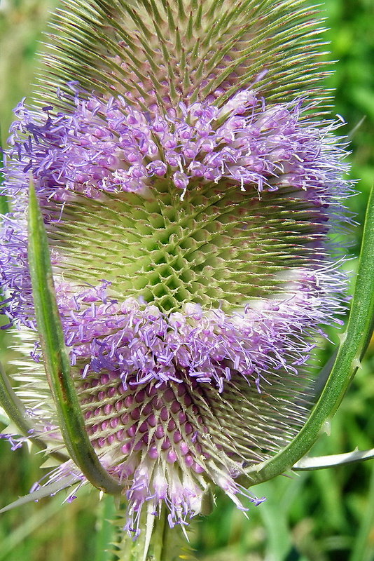 štetka lesná Dipsacus fullonum L.